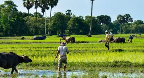 Kampong Cham Rice-fields